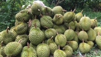 Xuất khẩu sầu riêng của Việt Nam vào Trung Quốc đạt gần 2 tỉ USD