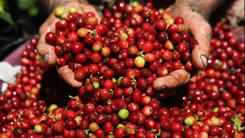 Giá xuất khẩu cà phê được dự báo sẽ tăng đến tháng 4/2024