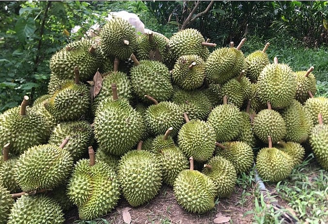 Xuất khẩu sầu riêng của Việt Nam vào Trung Quốc đạt gần 2 tỉ USD. Ảnh Tâm An