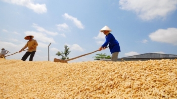 Giá lúa gạo duy trì ổn định