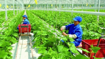 Sản xuất nông nghiệp hữu cơ là xu thế tất yếu