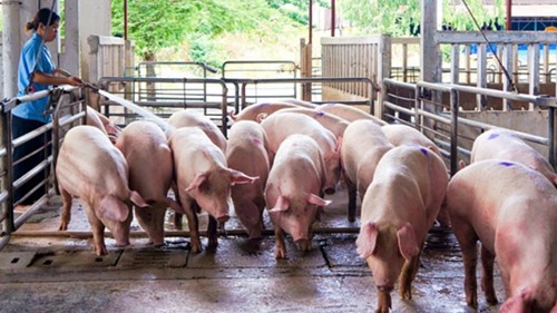 Giá heo hơi hôm nay 9/12: Điều chỉnh không đồng nhất