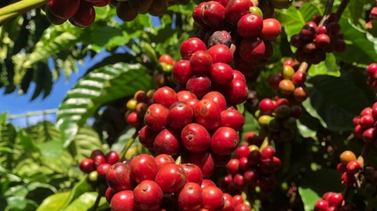 Giá nông sản hôm nay 9/12: Cà phê quay đầu giảm, hồ tiêu tiếp tục tăng