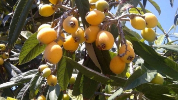 Cây tỳ bà - Vị thuốc quý trong đông y