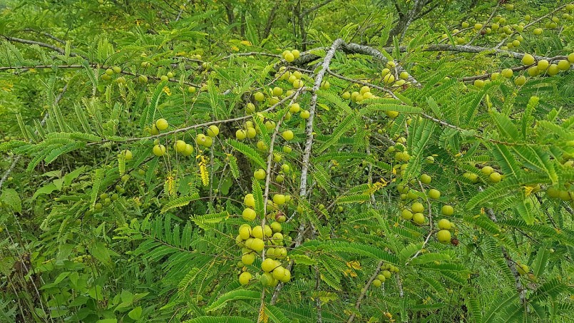 Mắc kham - Món ăn vặt "siêu hot" của núi rừng Tây Bắc