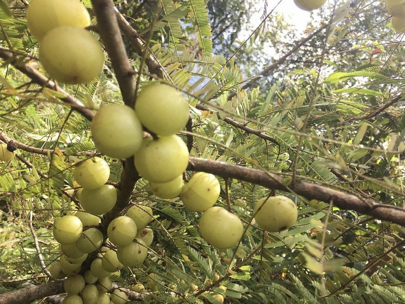 Mắc kham - Món ăn vặt "siêu hot" của núi rừng Tây Bắc