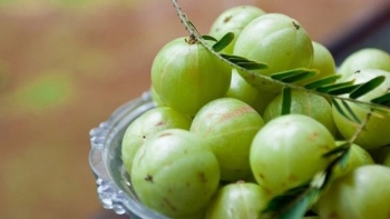 Những điều chưa biết về quả mắc kham