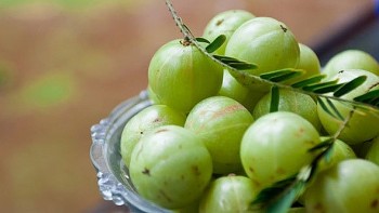 Những điều chưa biết về quả mắc kham