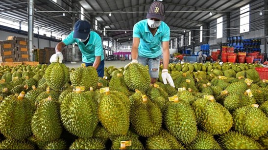 Trung Quốc chi gần 2 tỷ USD nhập khẩu sầu riêng Việt Nam