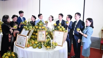 Đẩy mạnh quảng bá, kết nối tiêu thụ đặc sản Cam Hàm Yên