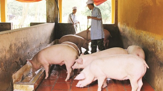 Giá heo hơi hôm nay 10/12: Thị trường tiếp tục giảm vào tuần tới?