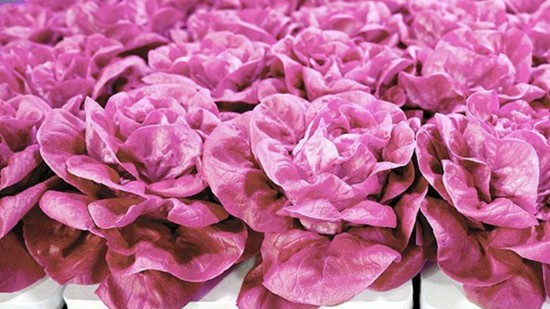 5 loại rau củ hình dáng kỳ cục giá cực đắt, chỉ nhà giàu mới vung tiền mua