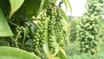 Giá nông sản hôm nay 10/12: Cà phê và hồ tiêu đồng loạt tăng so với đầu tuần