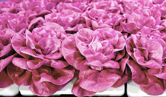 5 loại rau củ hình dáng kỳ cục giá cực đắt, chỉ nhà giàu mới vung tiền mua