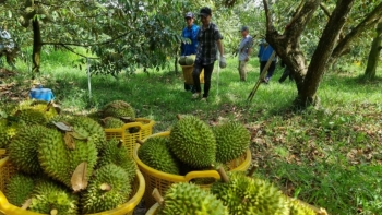 Giá sầu riêng hôm nay 10/12: Sầu riêng Ri6 liên tục tăng cao