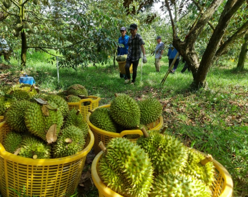 Giá sầu riêng hôm nay 12/10: Sầu riêng Ri6 liên tục tăng cao Giá sầu riêng hôm nay 12/10: Sầu riêng Ri6 liên tục tăng cao