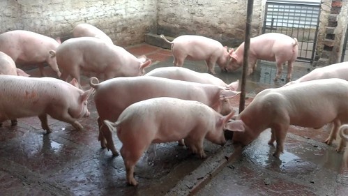 Giá heo hơi hôm nay 11/12: Lặng sóng toàn thị trường