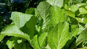 Những người cần thận trọng khi ăn rau cải xanh