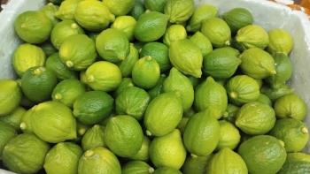 Hậu cơn sốt trà chanh giã tay, giá chanh tươi Quảng Đông “lao dốc”