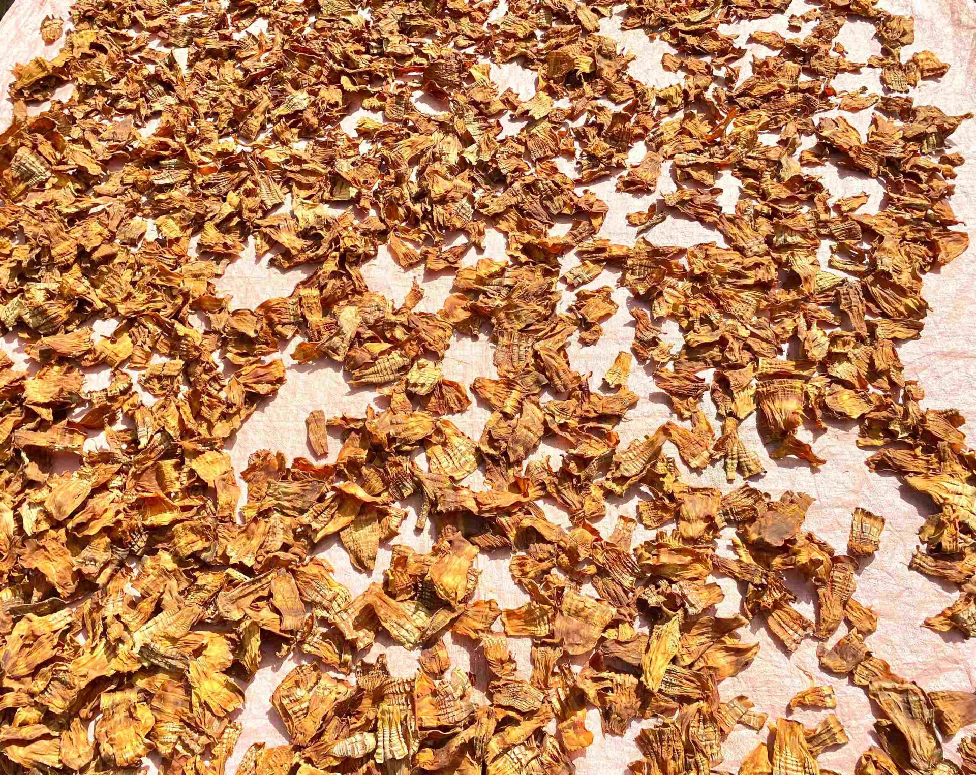 Măng cần phải phơi từ 3 đến 5 ngày dưới ánh nắng lớn thì mới ngon và bảo quản được lâu. Ảnh : Như Trang. Măng cần phải phơi từ 3 đến 5 ngày dưới ánh nắng lớn thì mới ngon và bảo quản được lâu. Ảnh : Như Trang.