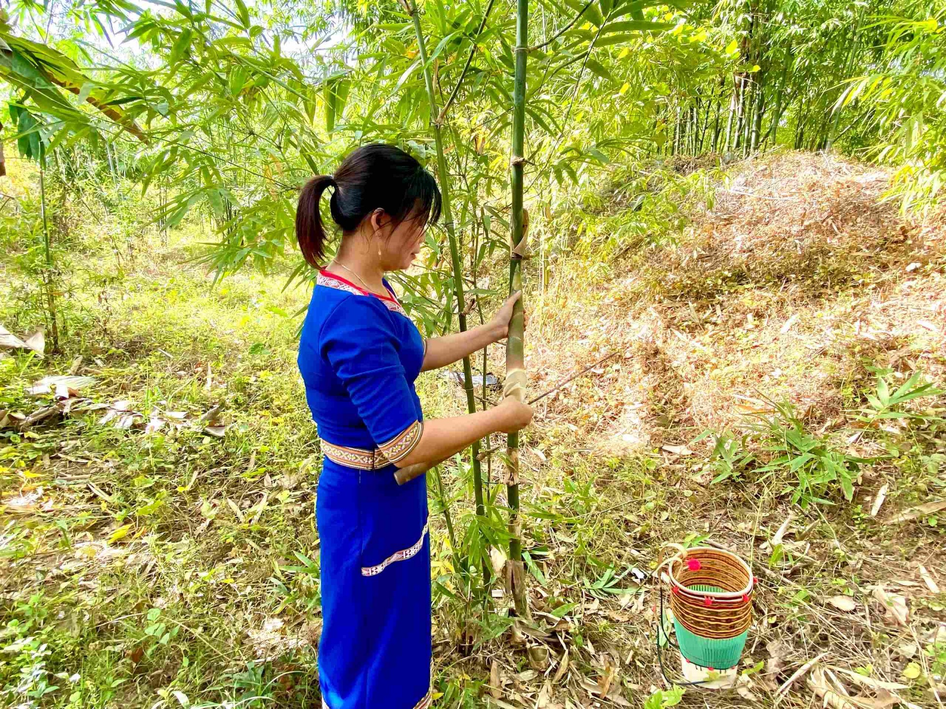Chị Dâng đi lấy măng trên rừng. Ảnh: Như Trang. Chị Dâng đi lấy măng trên rừng. Ảnh: Như Trang.