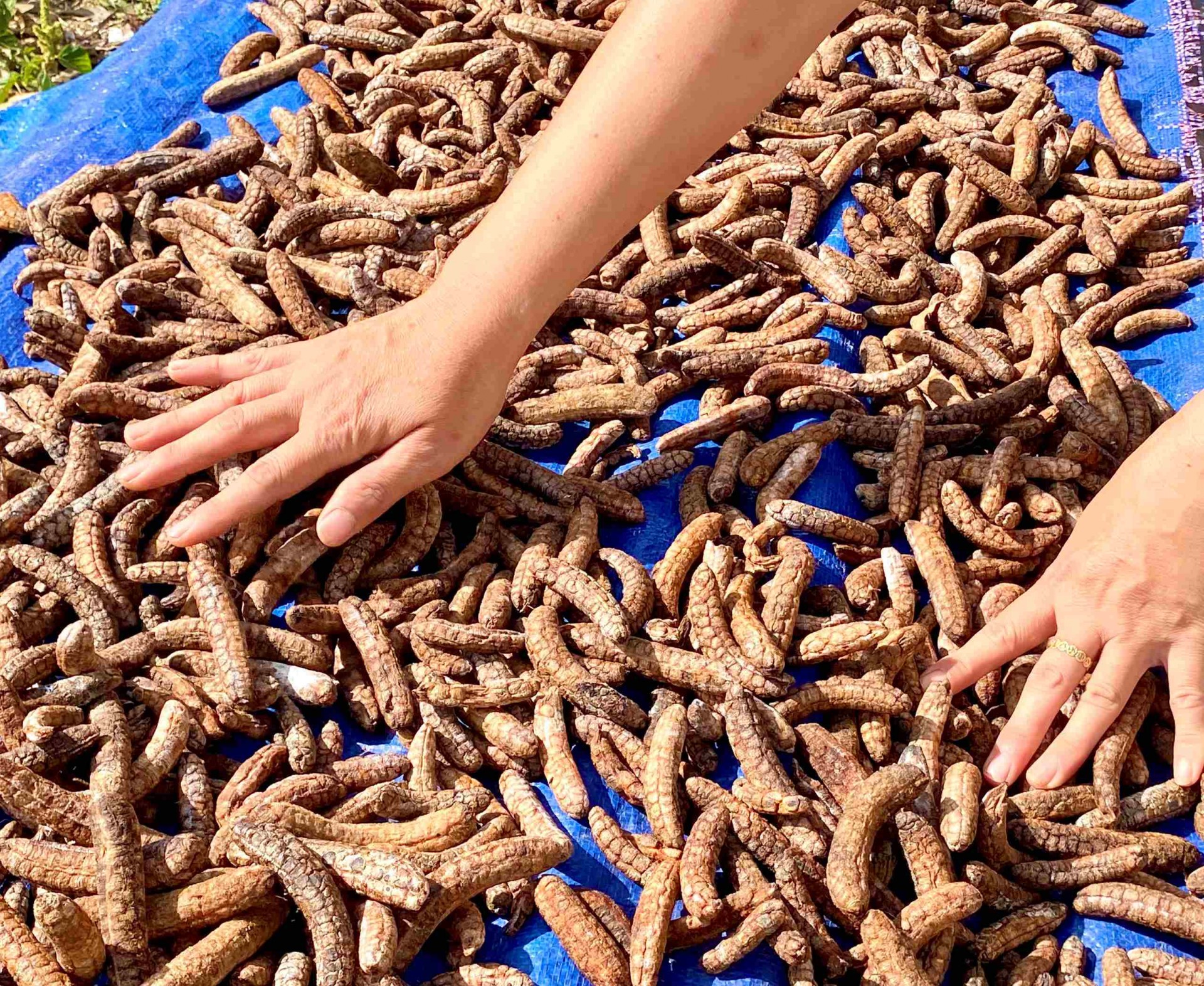 Để chuối rừng được khô đều và đẹp mắt, chị Dân thường xuyên đảo chuối và kiểm tra khi phơi chuối.