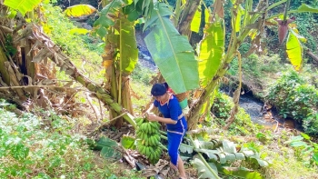 Chuối rừng Ia Kreng thuốc quý của núi rừng