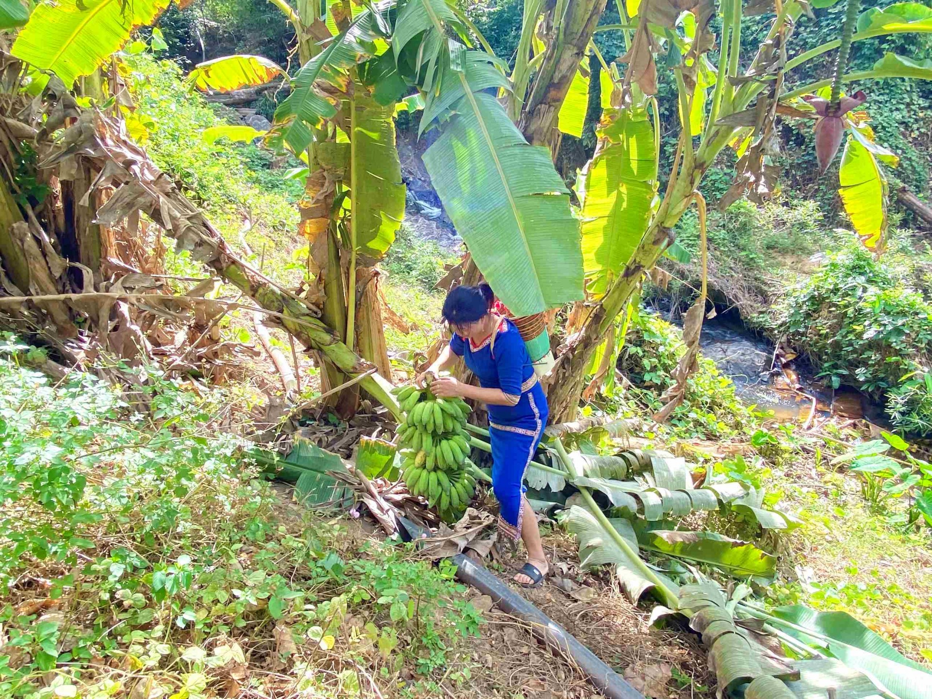 Chị Dân cắt hạ buồng chuối rừng. Ảnh: Như Trang.