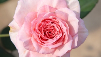 Hoa hồng - Vẻ đẹp và những công dụng tuyệt vời