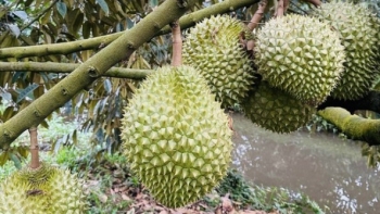 Sầu riêng Ri6 được các đầu mối tìm mua ráo riết