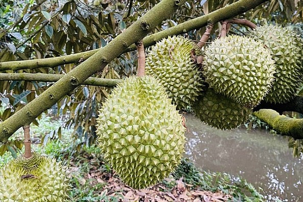 Sầu riêng Ri6 được các đầu mối tìm mua ráo riết Sầu riêng Ri6 được các đầu mối tìm mua ráo riết