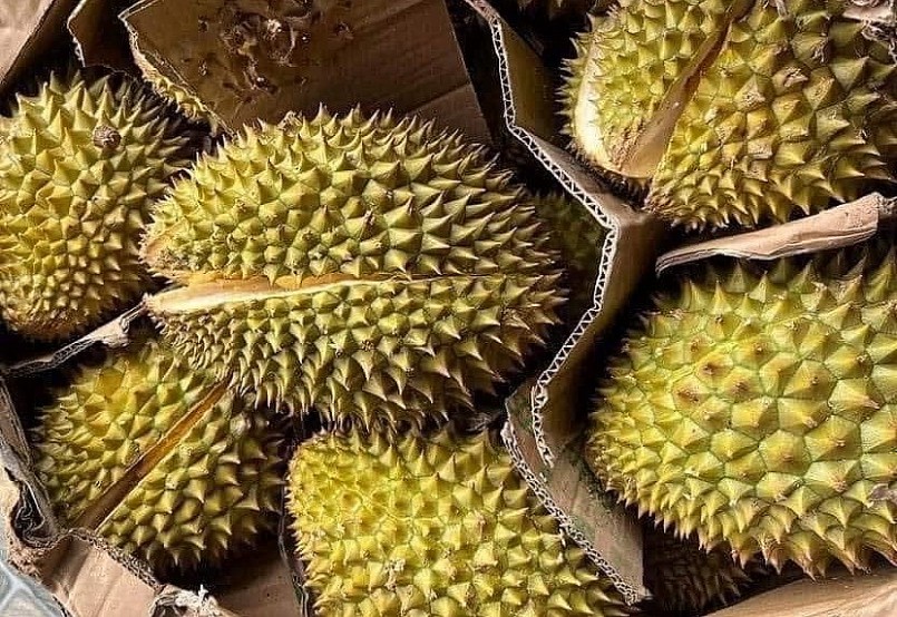 Sầu riêng Ri6 được các đầu mối tìm mua ráo riết Sầu riêng Ri6 được các đầu mối tìm mua ráo riết