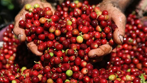 Giá nông sản hôm nay 12/12: Cà phê đảo chiều tăng, hồ tiêu chưa có điều chỉnh