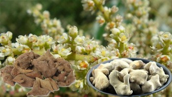 Ngũ bội tử - Bài thuốc chữa các bệnh đường tiêu hóa