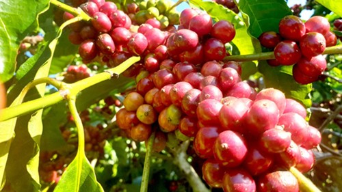 Giá nông sản hôm nay 13/12: Cà phê và hồ tiêu tăng trên diện rộng