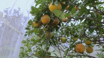 Loại quả đang được nhà vườn “mắc màn” bảo vệ có công dụng gì?