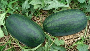 Dưa hấu tươi của Việt Nam được xuất khẩu chính ngạch sang Trung Quốc