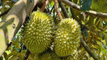 Giá sầu riêng ngày 13/12: Sầu riêng Ri6 được thu mua 127.000 đồng/kg