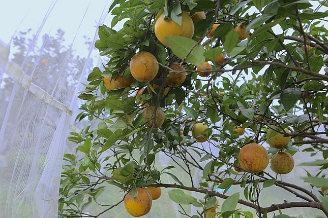 Loại quả đang được nhà vườn “mắc màn” bảo vệ có lợi gì cho sức khoẻ?