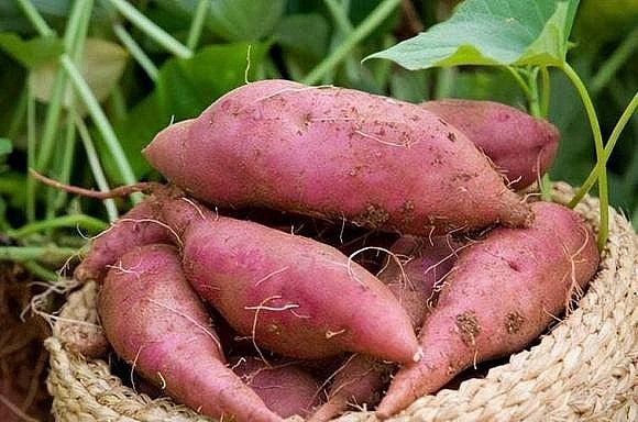 Dưa hấu tươi của Việt Nam được xuất khẩu chính ngạch sang Trung Quốc