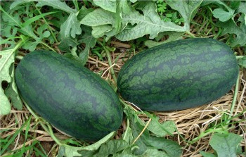 Dưa hấu tươi của Việt Nam được xuất khẩu chính ngạch sang Trung Quốc