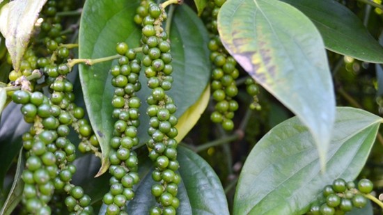 Giá nông sản hôm nay 14/12: Cà phê và hồ tiêu tiếp tục điều chỉnh tăng