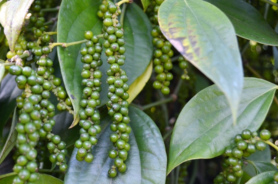 Giá nông sản hôm nay 14/12: Cà phê và hồ tiêu tiếp tục điều chỉnh tăng