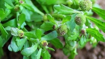 Những điều chưa biết về cây cóc mẳn