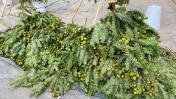 Thông tươi nhập khẩu giá siêu rẻ, cây cao trên 1m giá chỉ 400.000 đồng