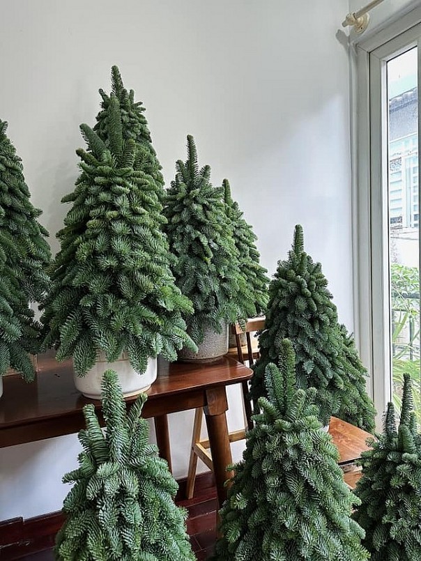 Thông mini được trồng trong chậu sứ có giá từ 600.000 đồng/cây.