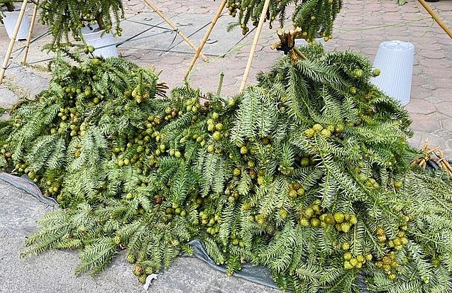 Thông tươi nhập khẩu giá siêu rẻ, cây cao trên 1m giá chỉ 400.000 đồng.