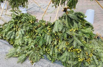 Thông tươi nhập khẩu giá siêu rẻ, cây cao trên 1m giá chỉ 400.000 đồng