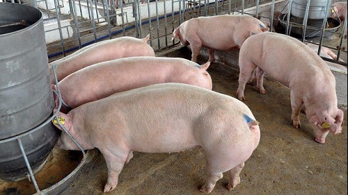 Giá heo hơi hôm nay 15/12: Mức giao dịch cao nhất 51.000 đồng/kg