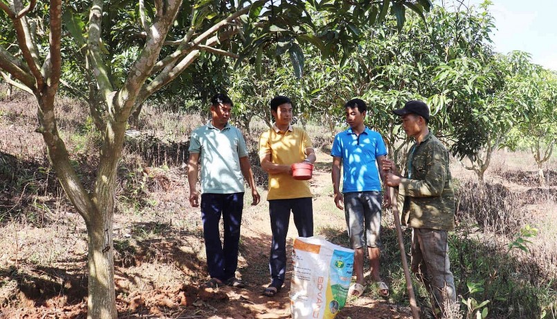 Cán bộ xã Mường Khiêng, huyện Thuận Châu, hướng dẫn bà con chăm sóc diện tích xoài sau thu hoạch. Cán bộ xã Mường Khiêng, huyện Thuận Châu, hướng dẫn bà con chăm sóc diện tích xoài sau thu hoạch.